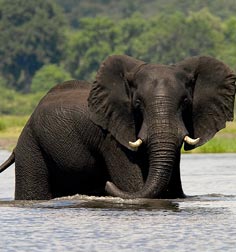 elephant